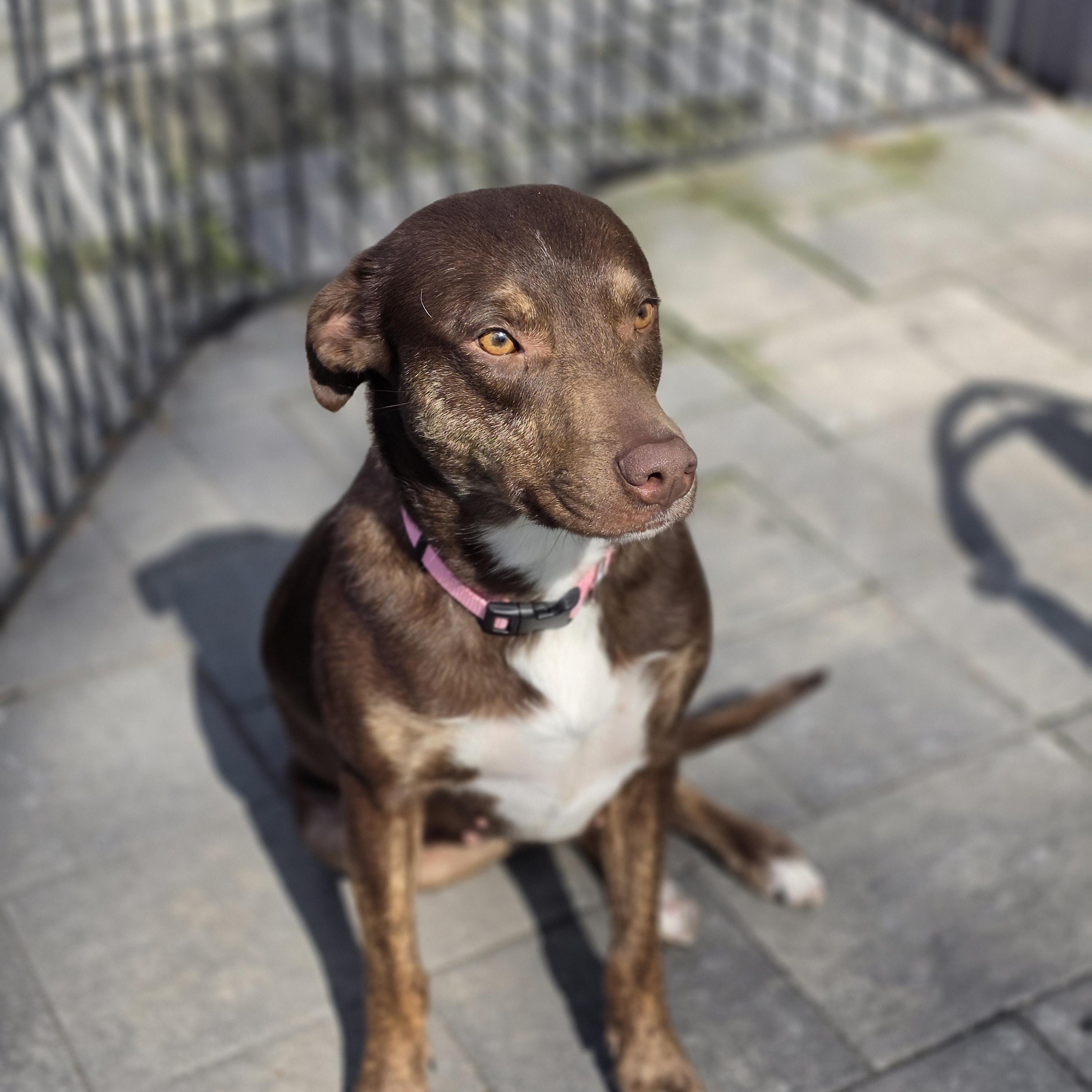 Brownie, a Adoptable mixed breed in Blairstown, NJ image 5/6