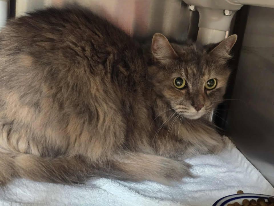 Wanda, adopted, Adult Female Domestic Long Hair.