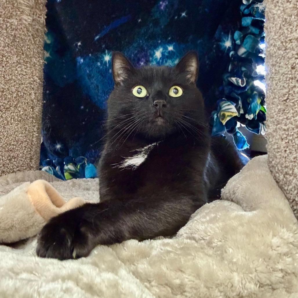 Enlarge Puma, a Adoptable Domestic Short Hair in Port Angeles, WA image 2/6