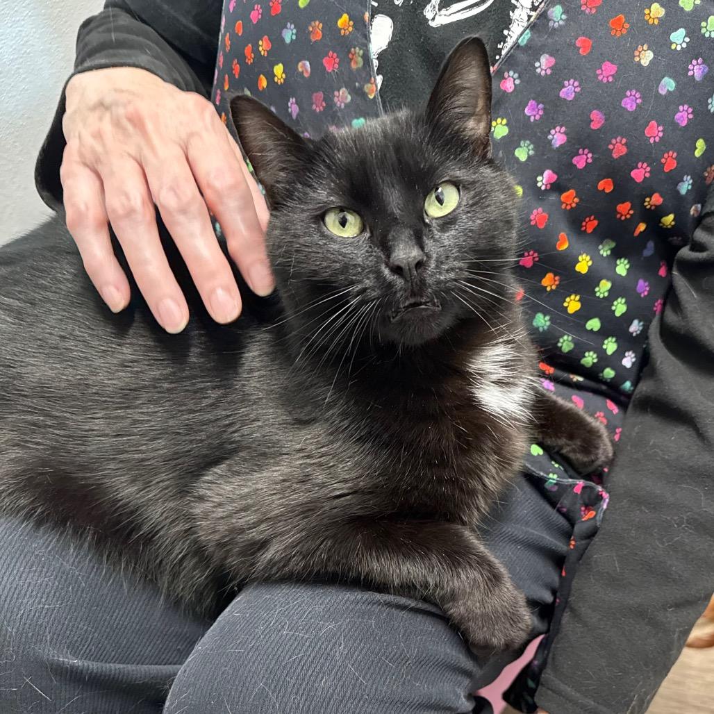 Enlarge Puma, a Adoptable Domestic Short Hair in Port Angeles, WA image 3/6