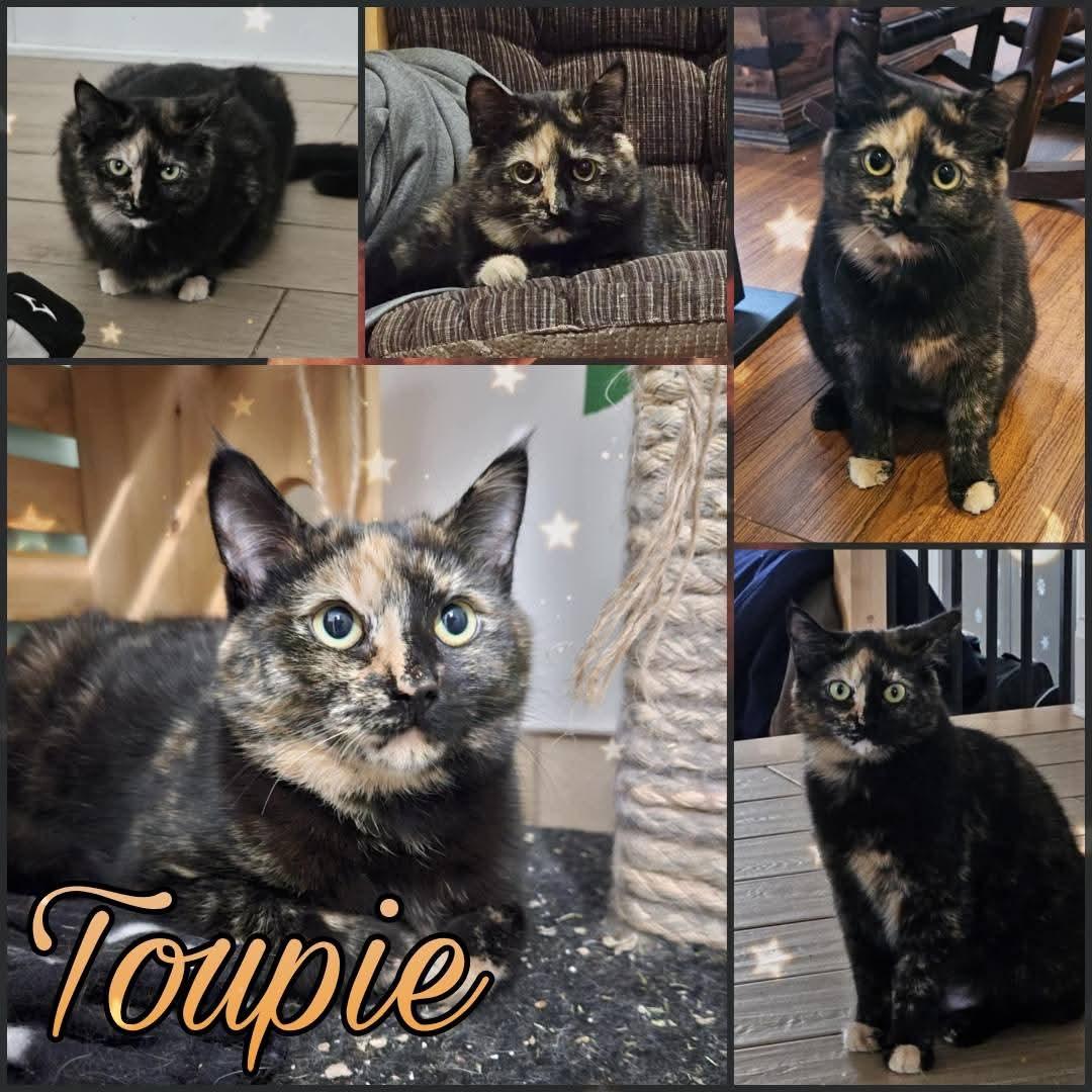Enlarge Toupie, a Adoptable Domestic Short Hair in Beloeil, QC image 1/1