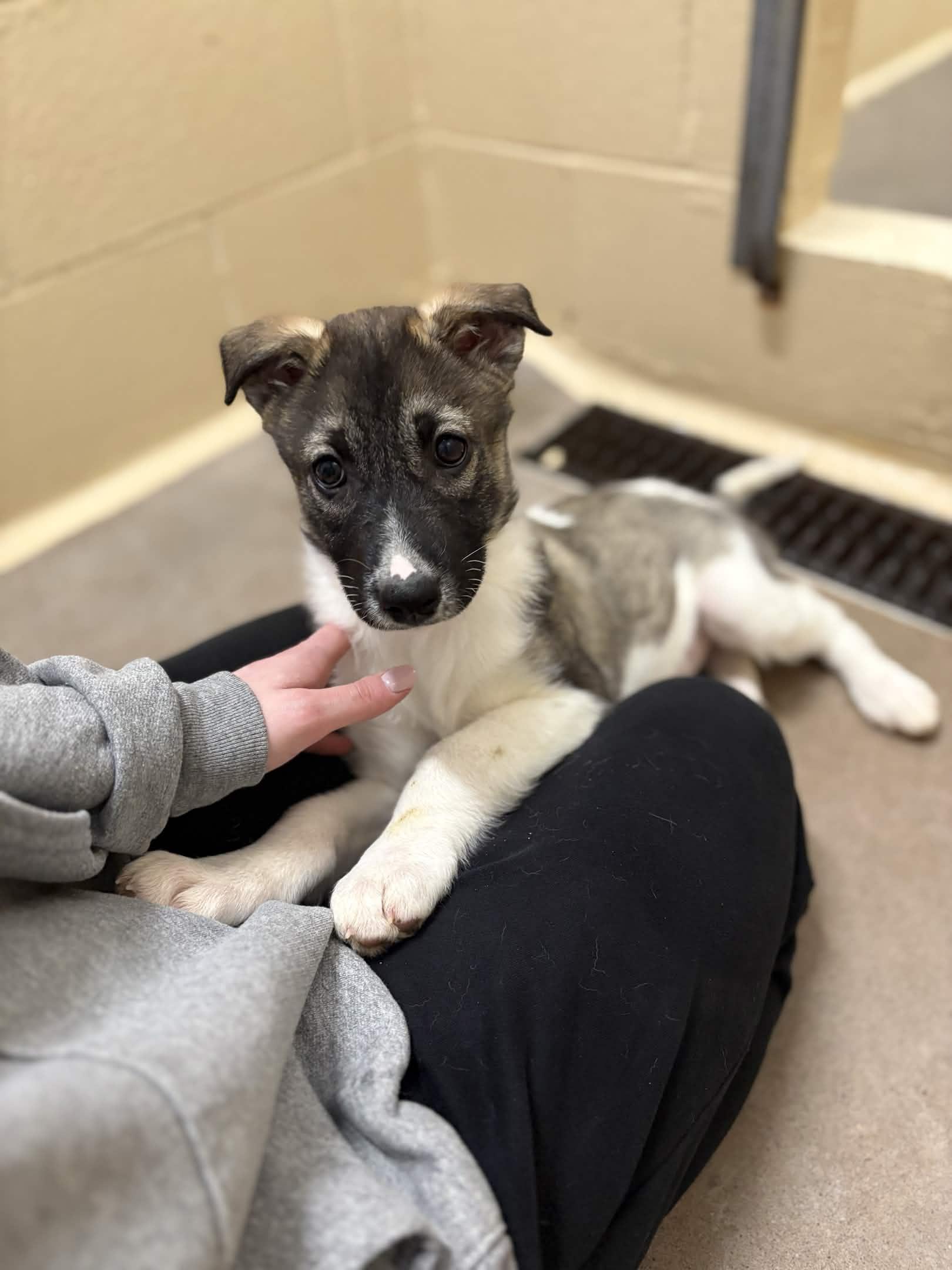 Enlarge Denise the Pig, a Adoptable Husky in Houghton, MI image 1/1