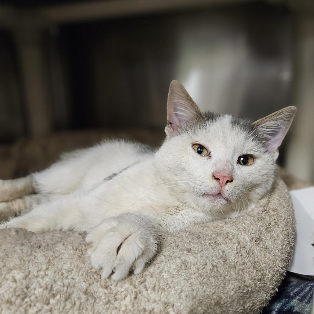 Dean, Adoptable, Adult Male Domestic Short Hair.