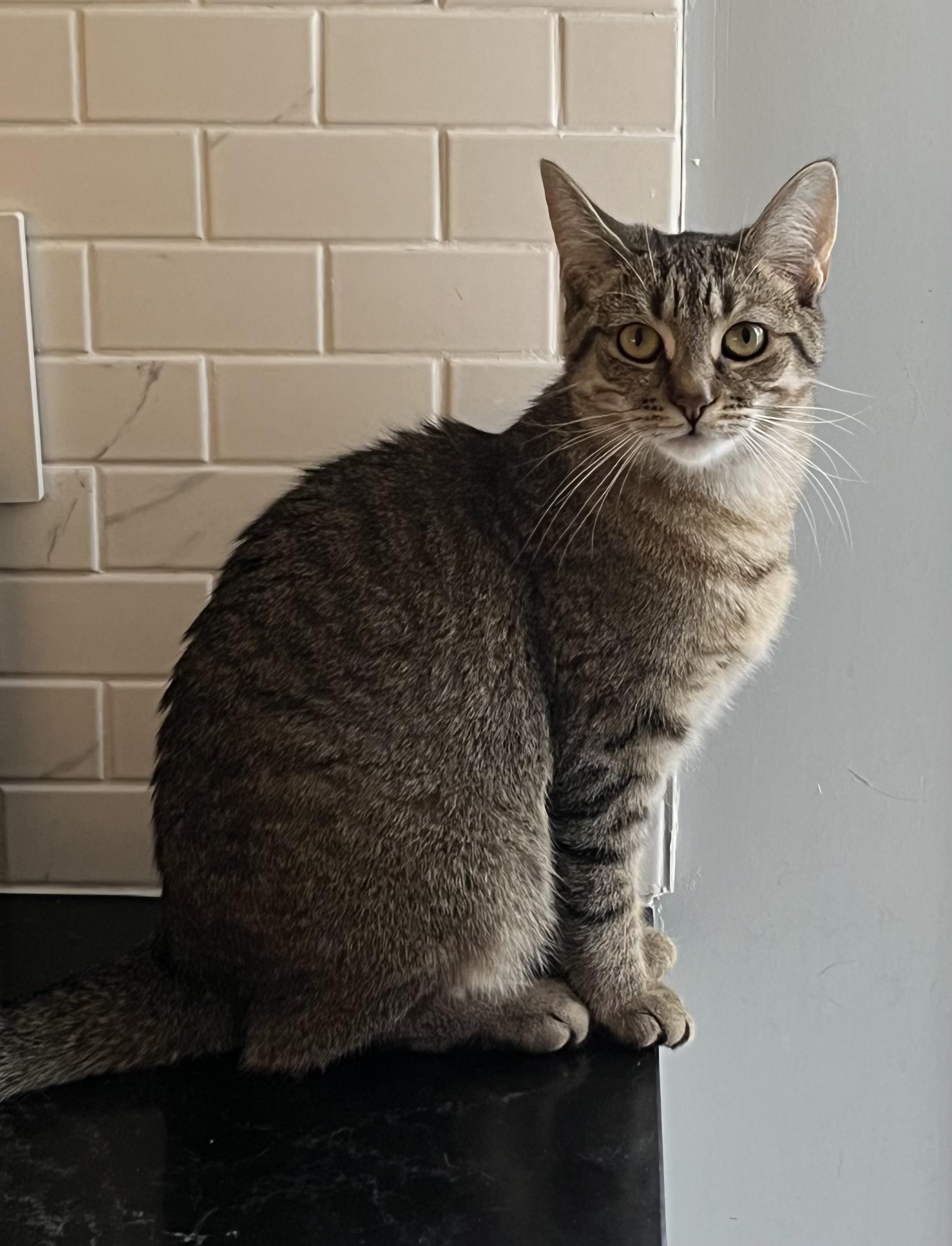 Enlarge Janice MUST BE ADOPTED AS A BUDDY, a ADOPTABLE Domestic Short Hair in Toronto, ON image 1/2