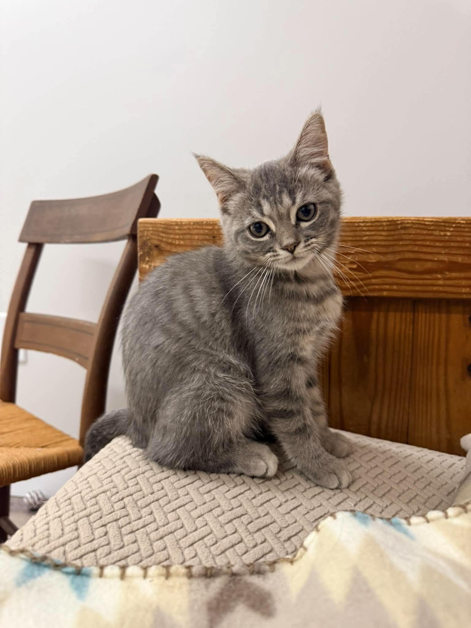 Nori, Adoptable, Kitten Female Domestic Short Hair.