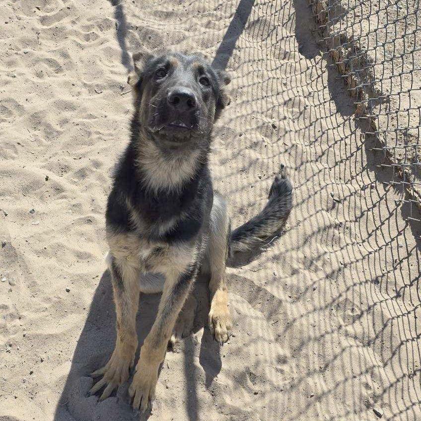 Enlarge Peeta, a Adoptable Mixed Breed in Las Cruces, NM image 2/6