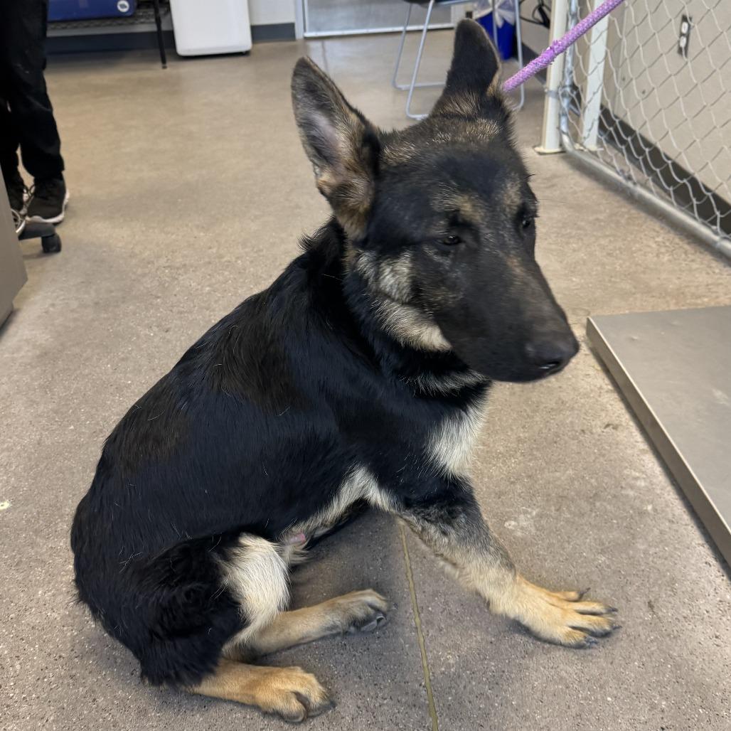 Enlarge Peeta, a Adoptable Mixed Breed in Las Cruces, NM image 3/6