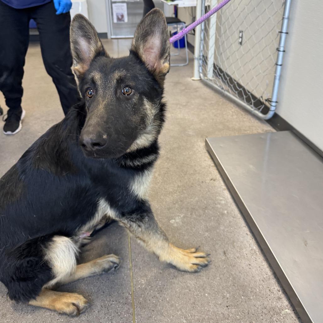 Enlarge Peeta, a Adoptable Mixed Breed in Las Cruces, NM image 4/6