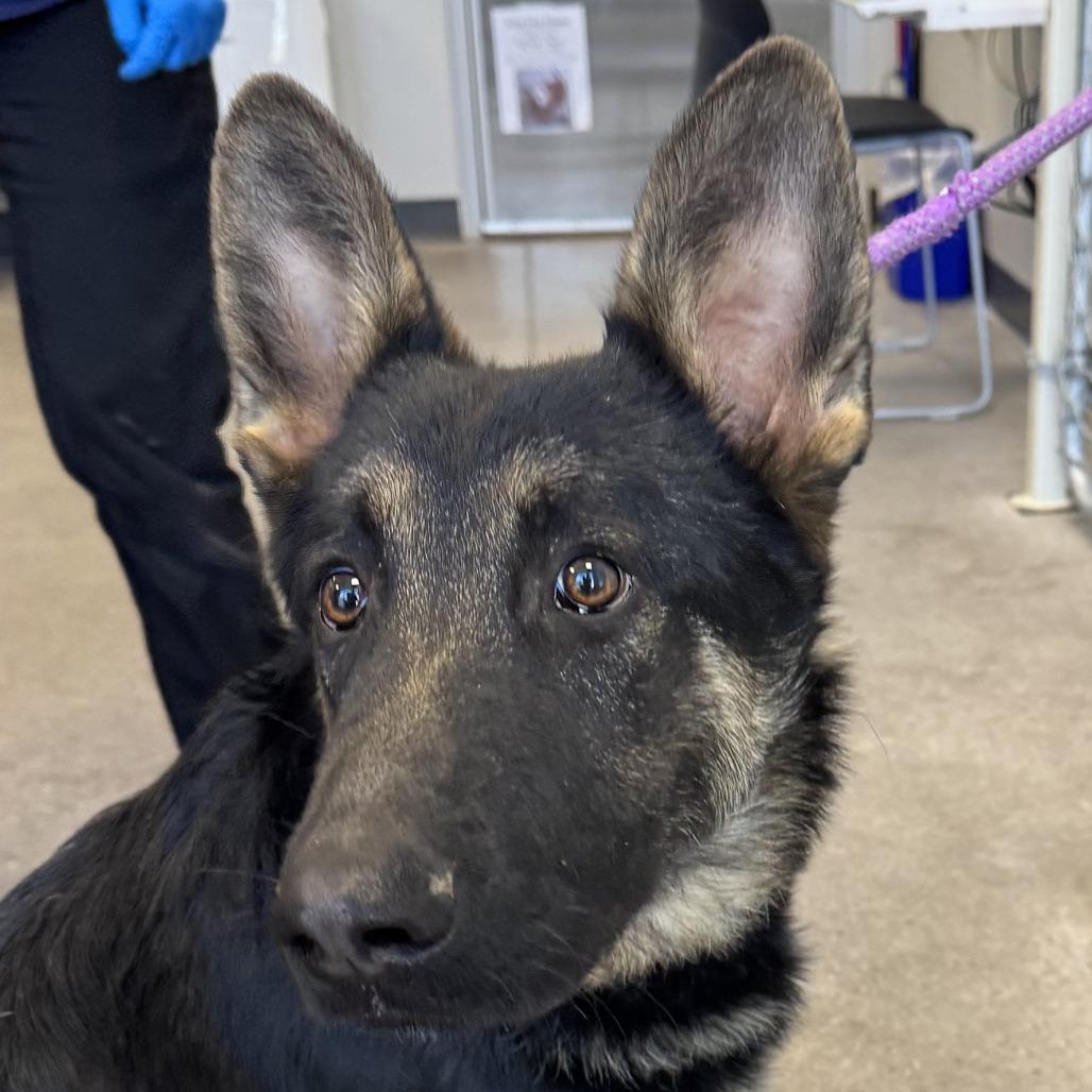 Enlarge Peeta, a Adoptable Mixed Breed in Las Cruces, NM image 6/6