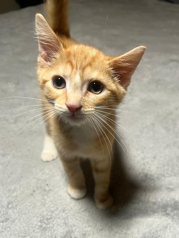 Whiskey, Adopted, Kitten Male Tabby & Domestic Short Hair.
