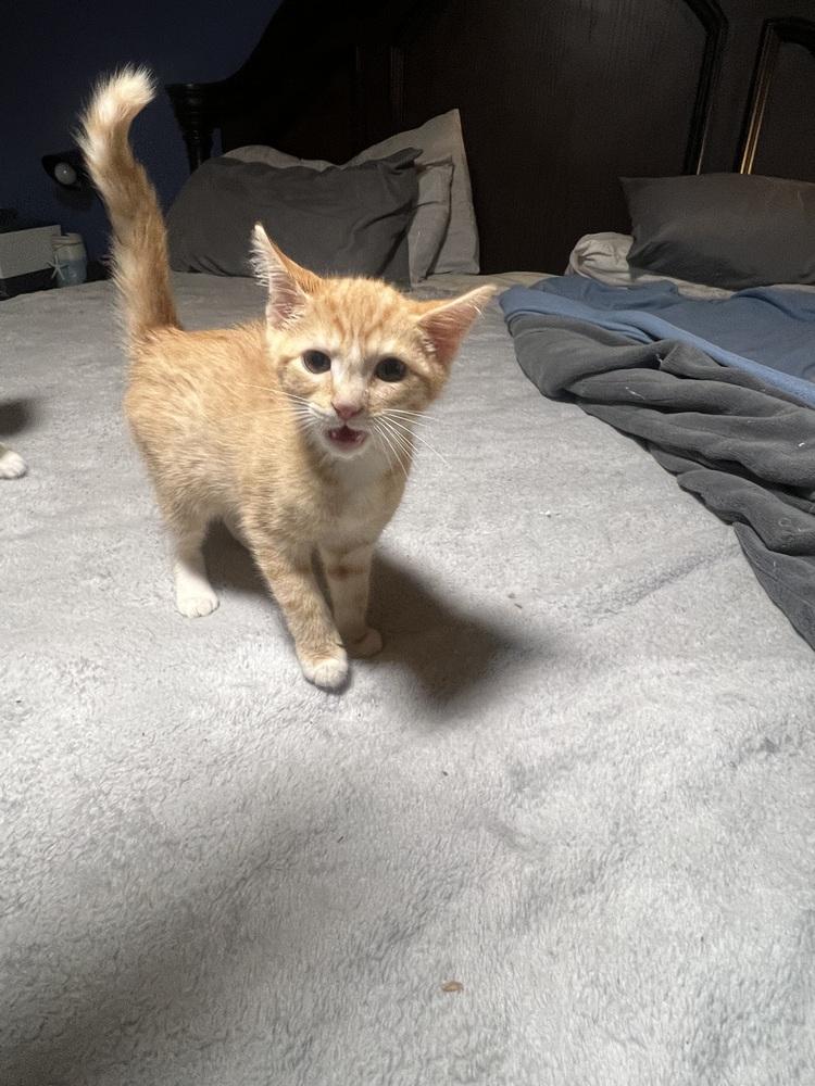 Enlarge Whiskey, a Adopted mixed breed in Wilmington, NC image 2/2