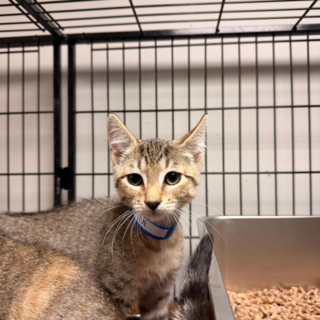 Butter, Adoptable, Kitten Male Domestic Short Hair.