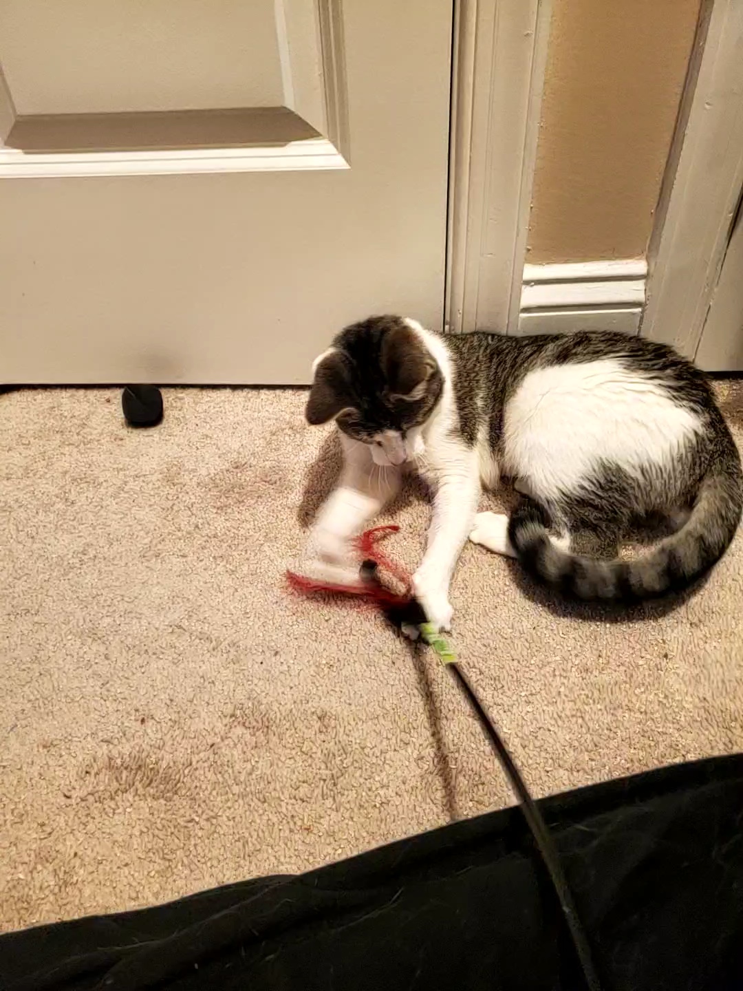 Zinnia, Adoptable, Young Female Domestic Short Hair & Tabby.