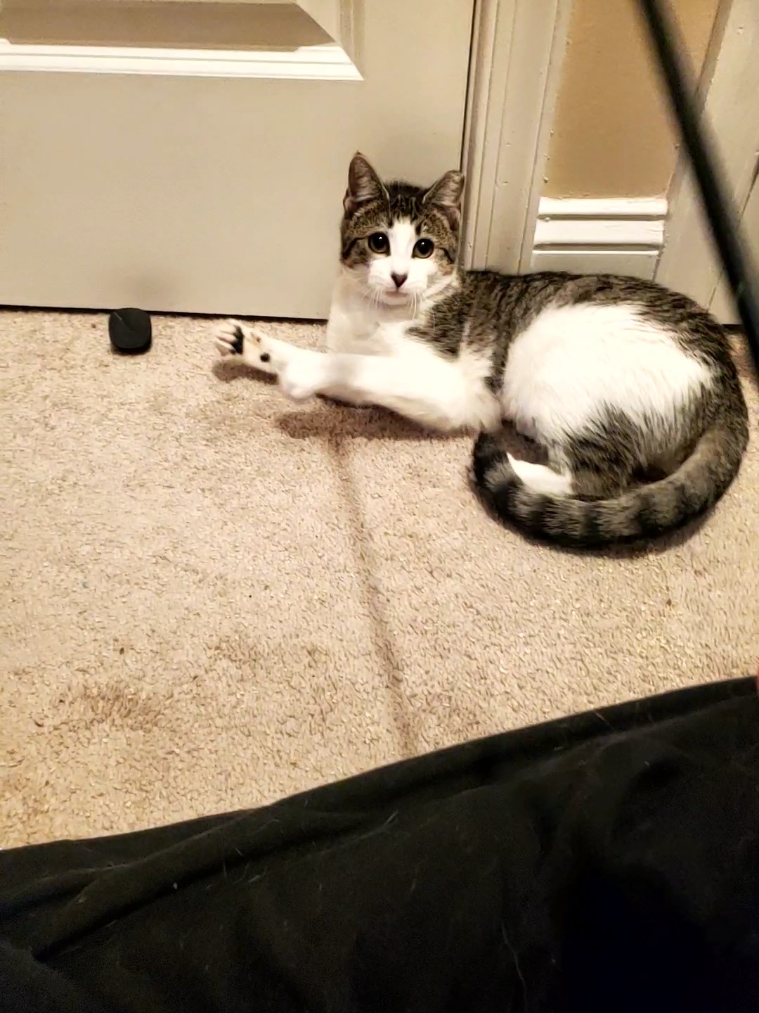 Enlarge Zinnia, a Adoptable mixed breed in Bel Air, MD image 2/4