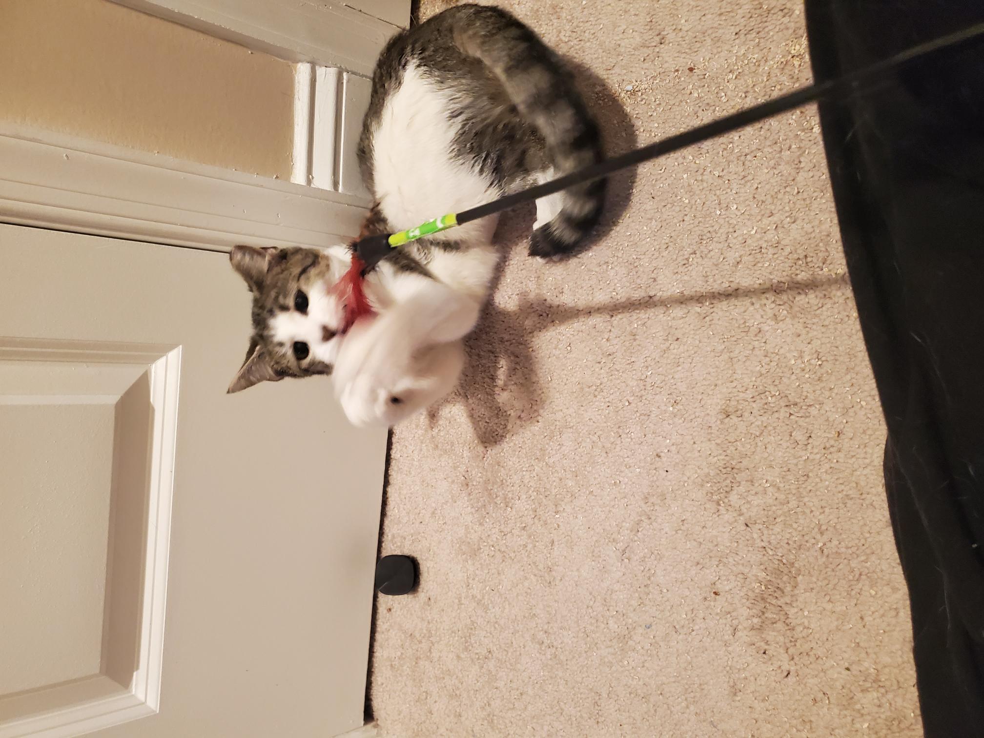 Enlarge Zinnia, a Adoptable mixed breed in Bel Air, MD image 3/4