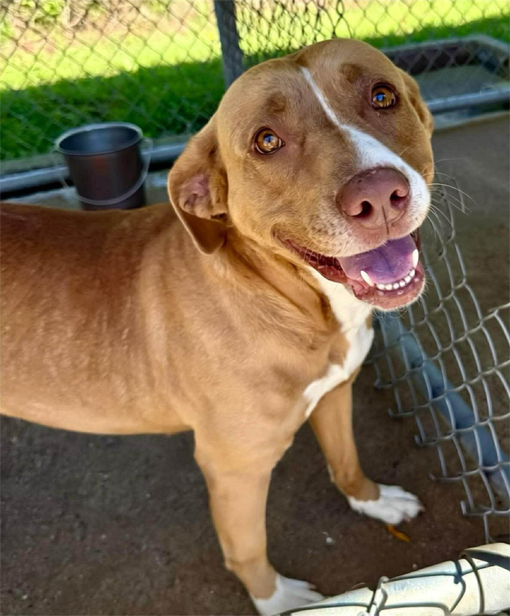 Enlarge Rosie, an adopted Mixed Breed in Huntsville, AL image 1/4