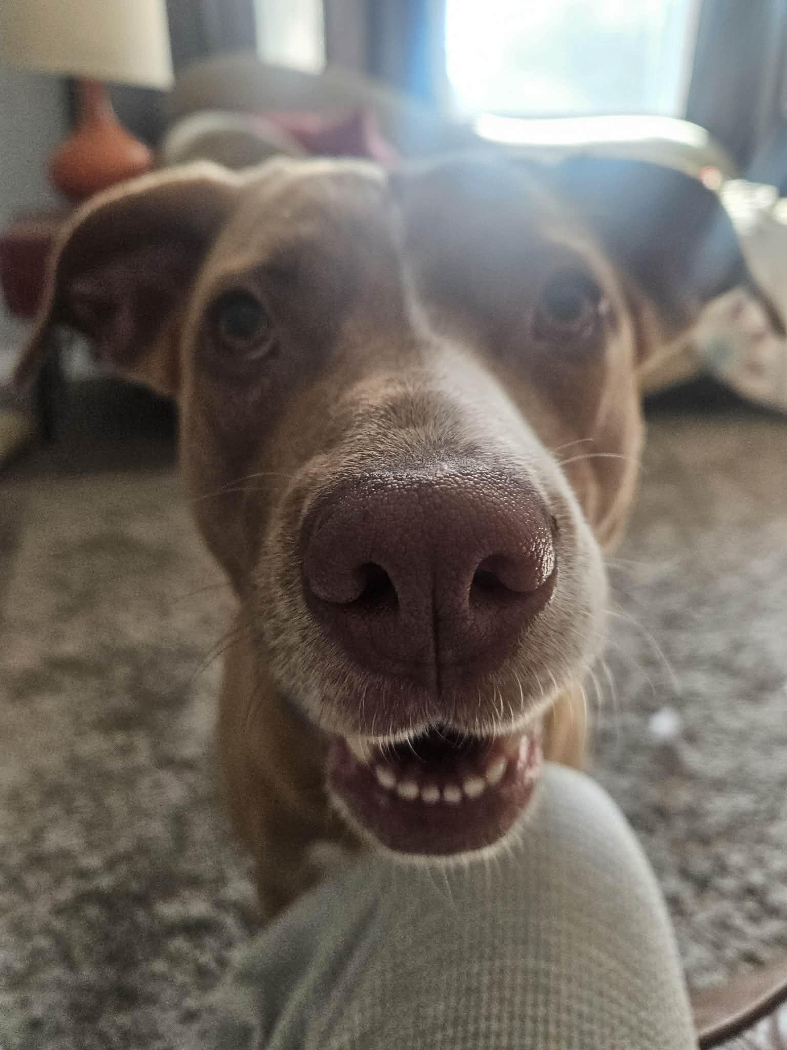 Enlarge Rosie, an adopted Mixed Breed in Huntsville, AL image 4/4