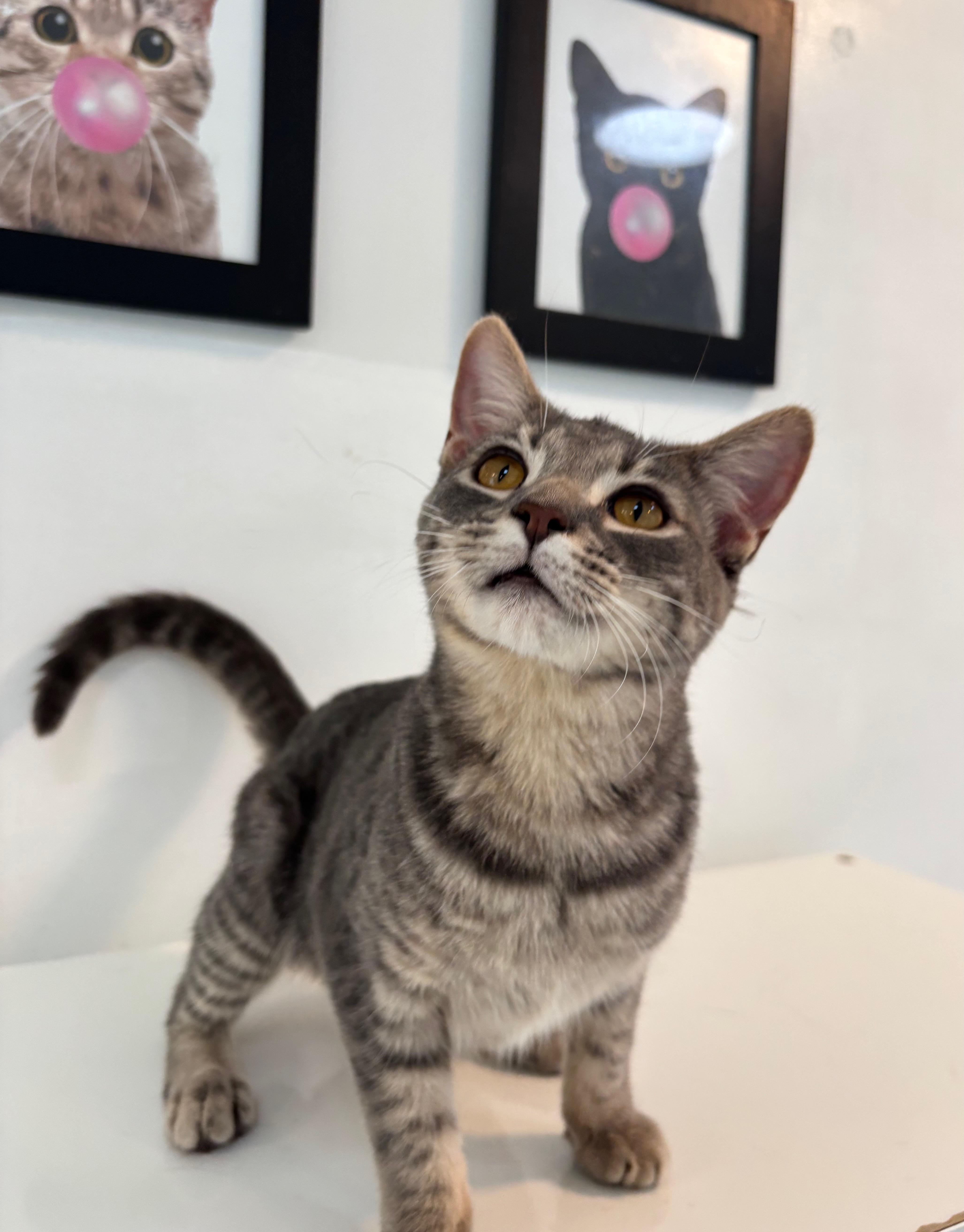 Toby, Adoptable, Kitten Male Domestic Short Hair.