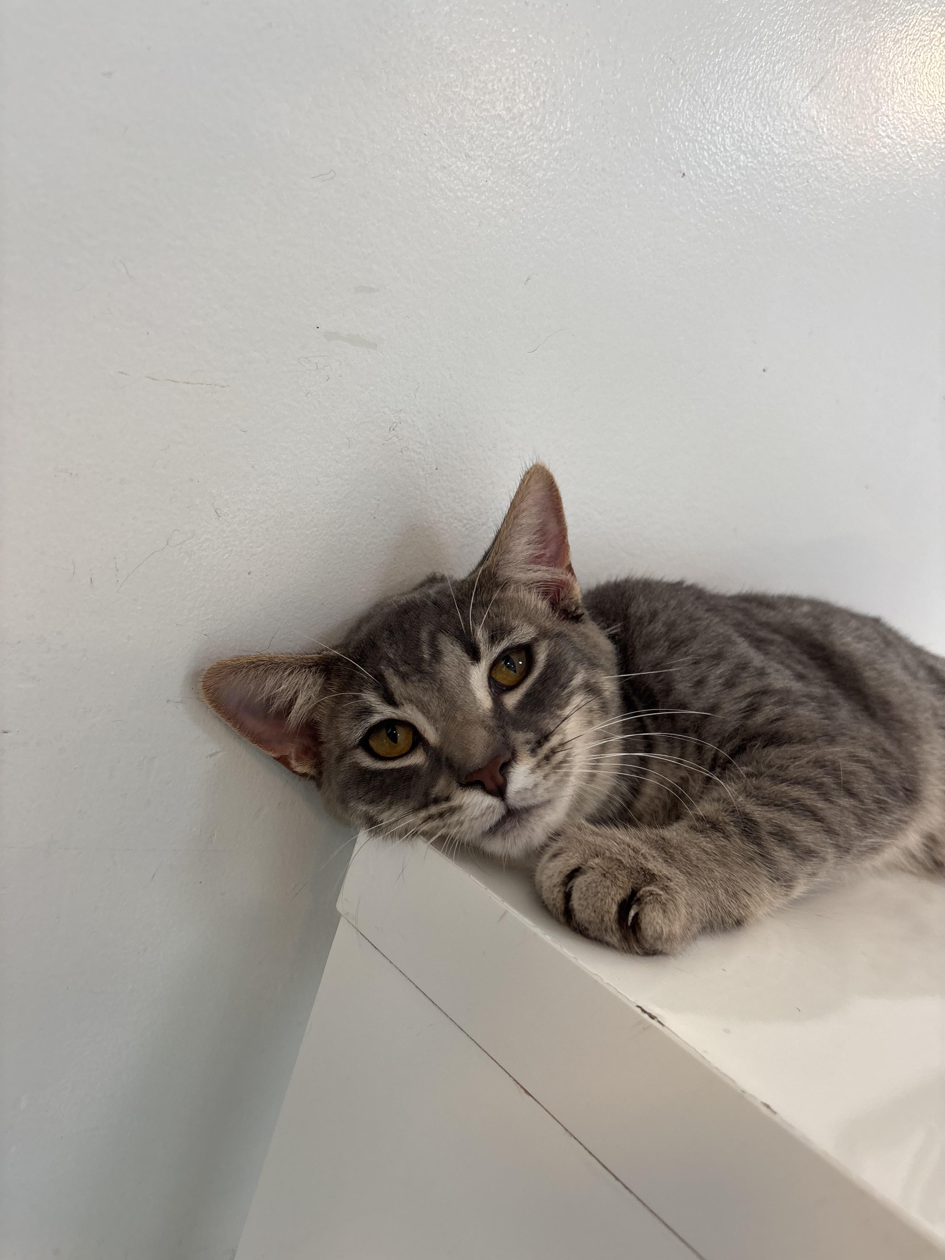 Toby, a Adoptable Domestic Short Hair in Chicago, IL image 6/6