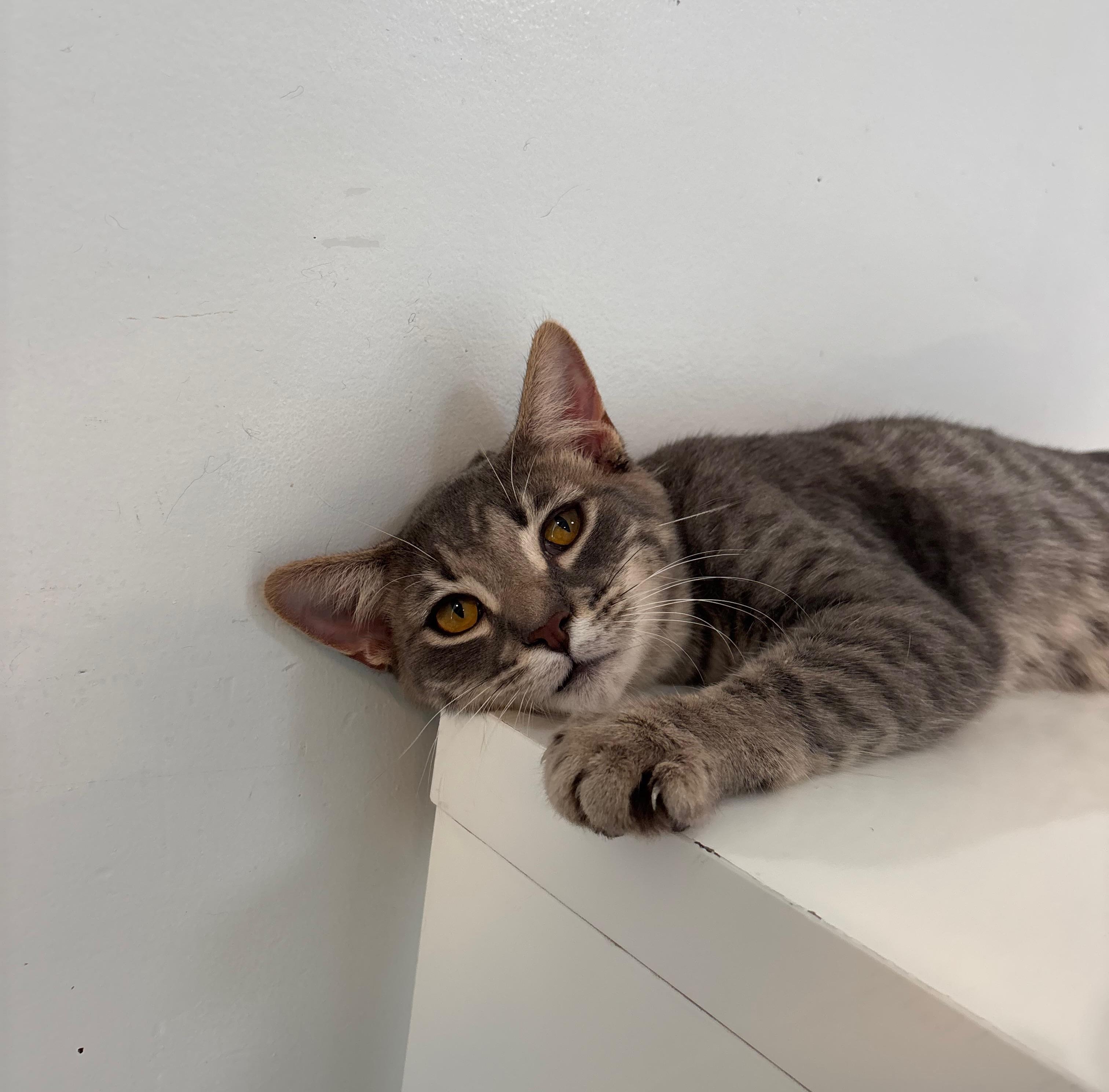 Toby, a Adoptable Domestic Short Hair in Chicago, IL image 3/6