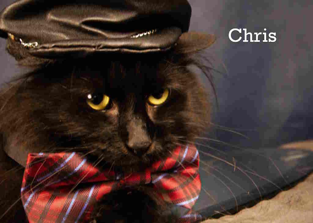 Chris, an adoptable Domestic Long Hair in York, NE, 68467 | Photo Image 3