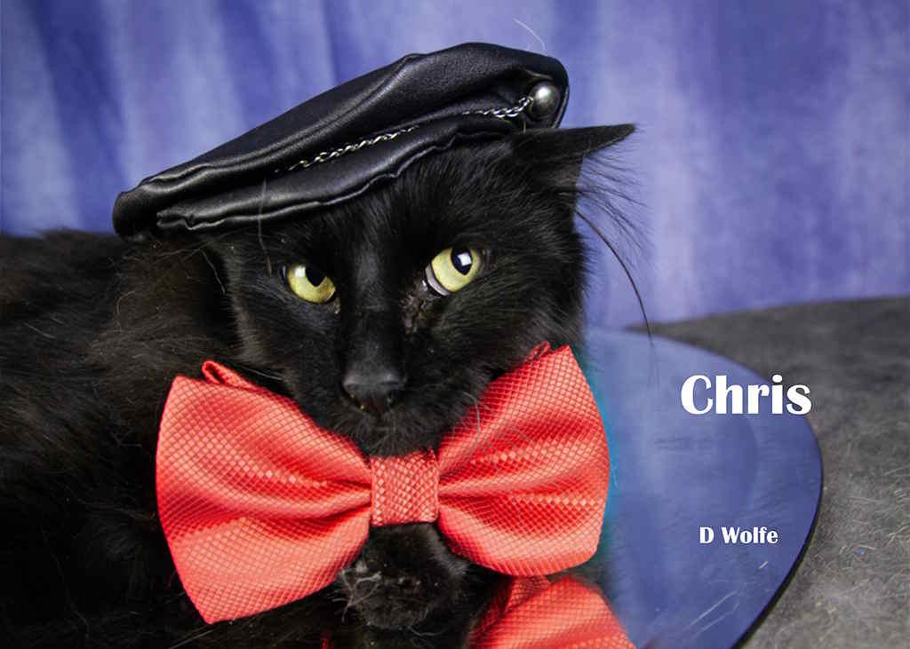 Enlarge Chris, a Adoptable Domestic Long Hair in York, NE image 4/5