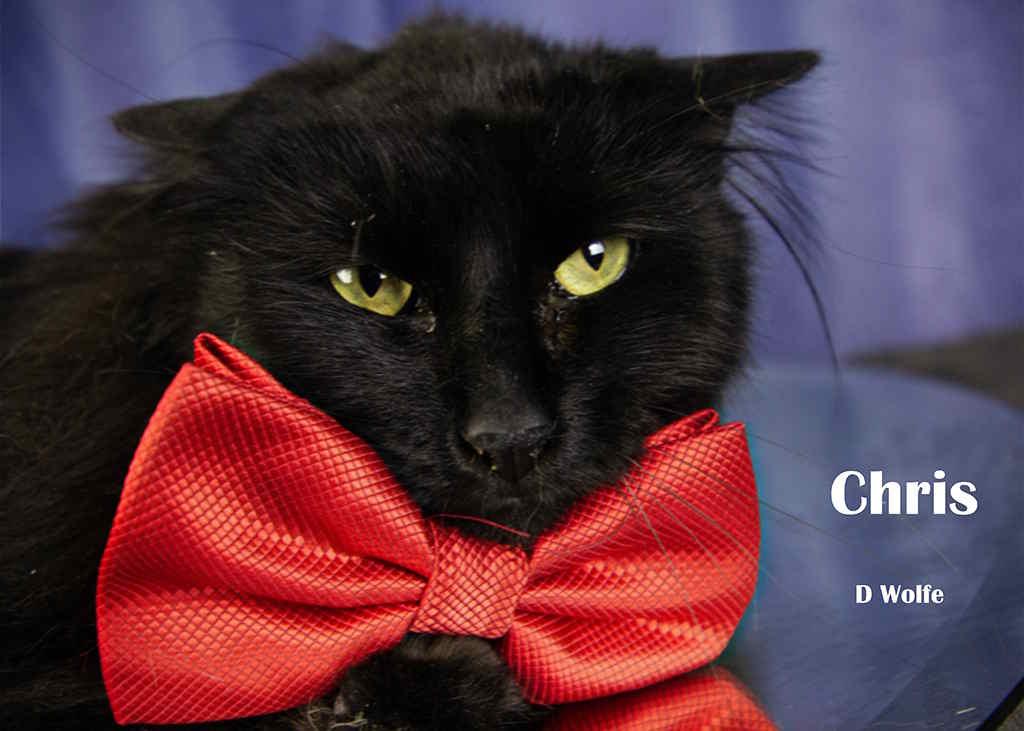 Enlarge Chris, a Adoptable Domestic Long Hair in York, NE image 5/5