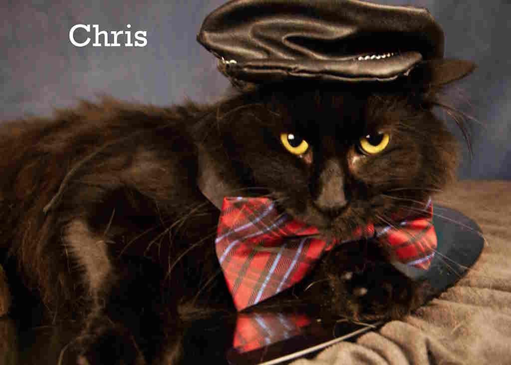 Chris, an adoptable Domestic Long Hair in York, NE, 68467 | Photo Image 1