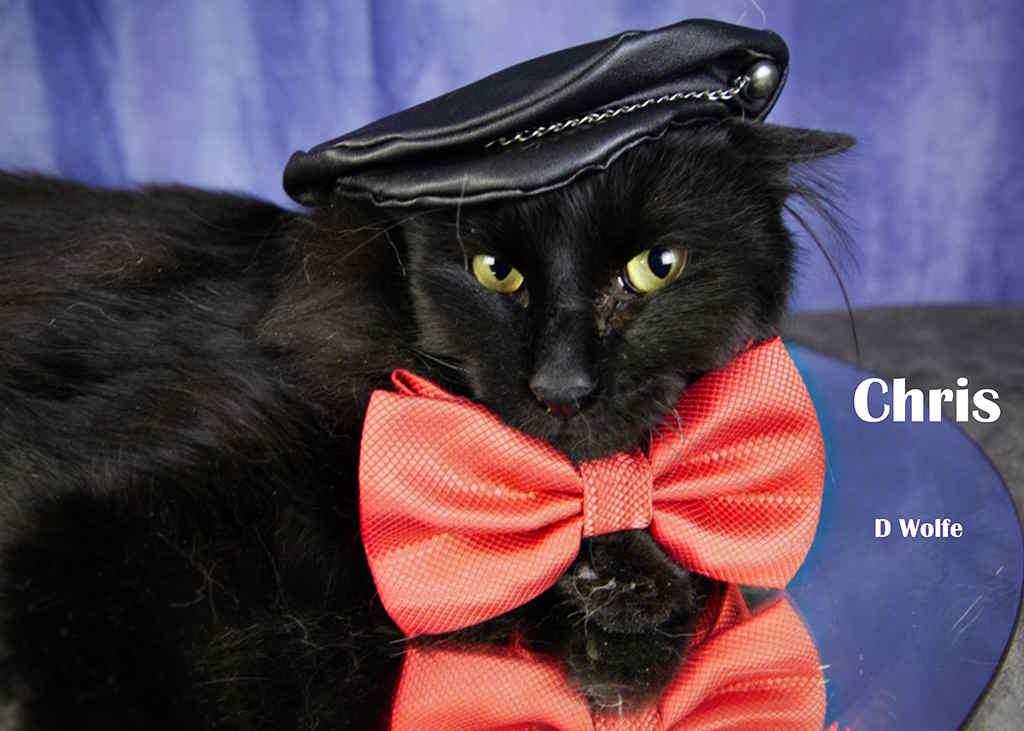 Enlarge Chris, a Adoptable Domestic Long Hair in York, NE image 3/5