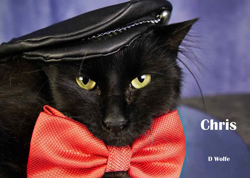 Enlarge Chris, a Adoptable Domestic Long Hair in York, NE image 2/5