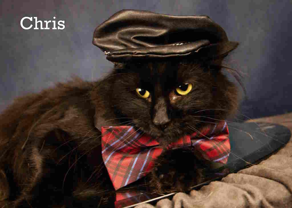 Chris, an adoptable Domestic Long Hair in York, NE, 68467 | Photo Image 2