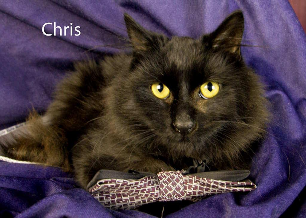 Enlarge Chris, a Adoptable Domestic Long Hair in York, NE image 1/5