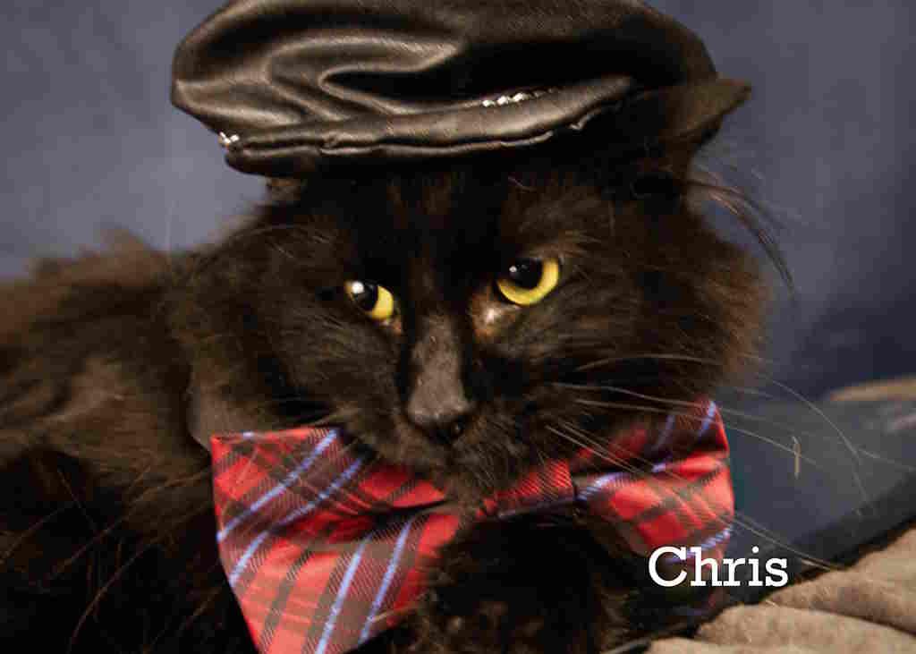 Chris, an adoptable Domestic Long Hair in York, NE, 68467 | Photo Image 4