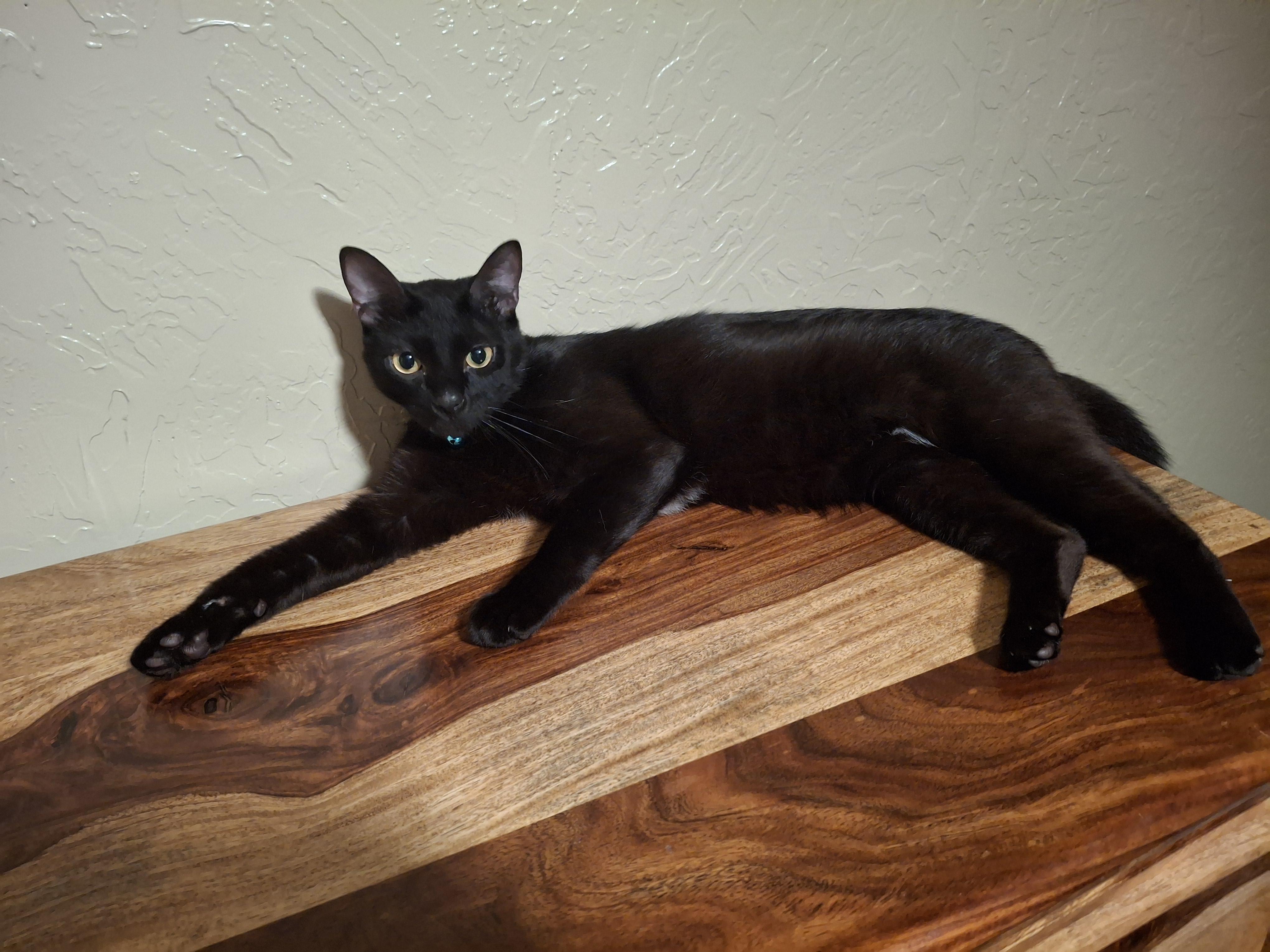 Enlarge Noodle and Sonic, a ADOPTABLE Domestic Short Hair in Rochester, WA image 3/3