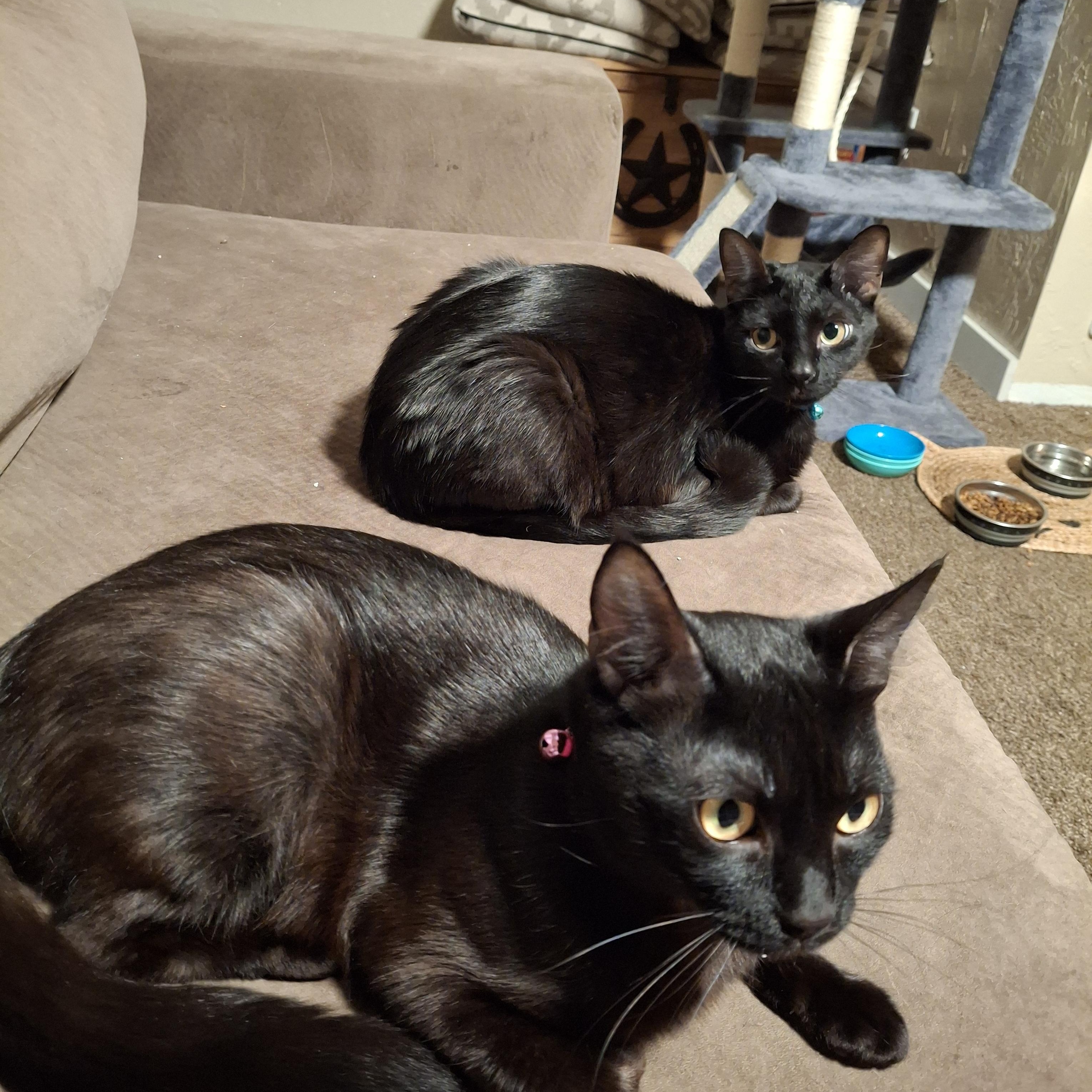 Noodle and Sonic, ADOPTABLE, Young Female Domestic Short Hair.