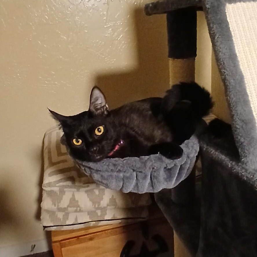 Enlarge Noodle and Sonic, a ADOPTABLE Domestic Short Hair in Rochester, WA image 2/3