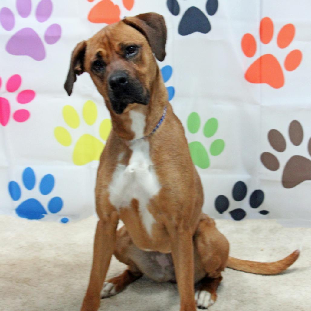 Lu, adoptable, Adult Female Boxer & Mixed Breed.