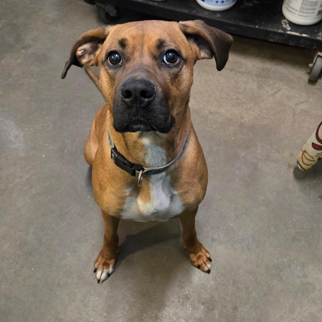 Enlarge Lu, an adoptable mixed breed in Graham, TX image 4/5