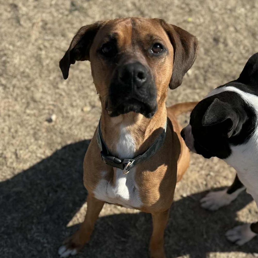 Enlarge Lu, an adoptable mixed breed in Graham, TX image 5/5