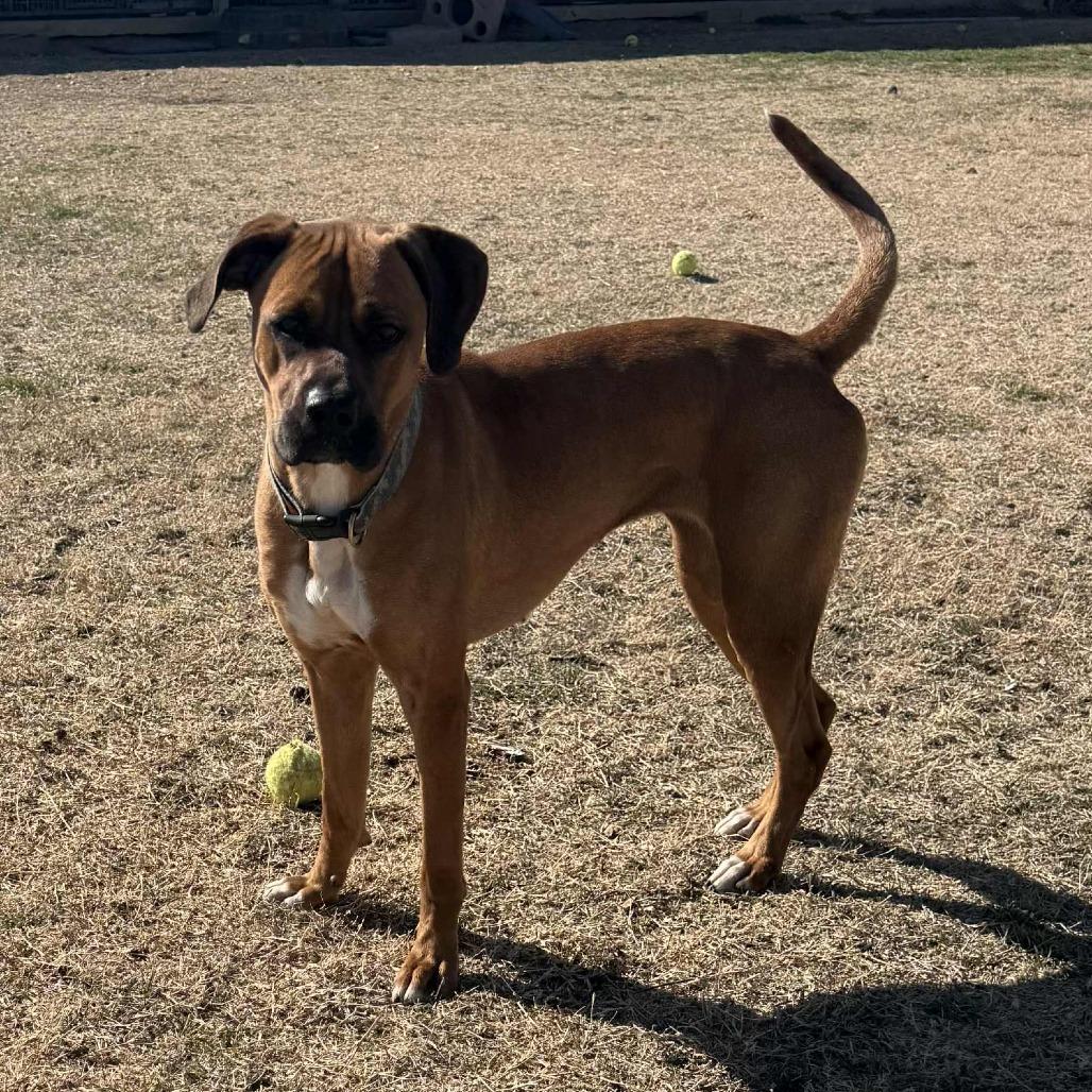 Enlarge Lu, an adoptable mixed breed in Graham, TX image 3/5
