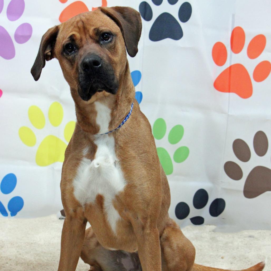 Enlarge Lu, an adoptable mixed breed in Graham, TX image 2/5