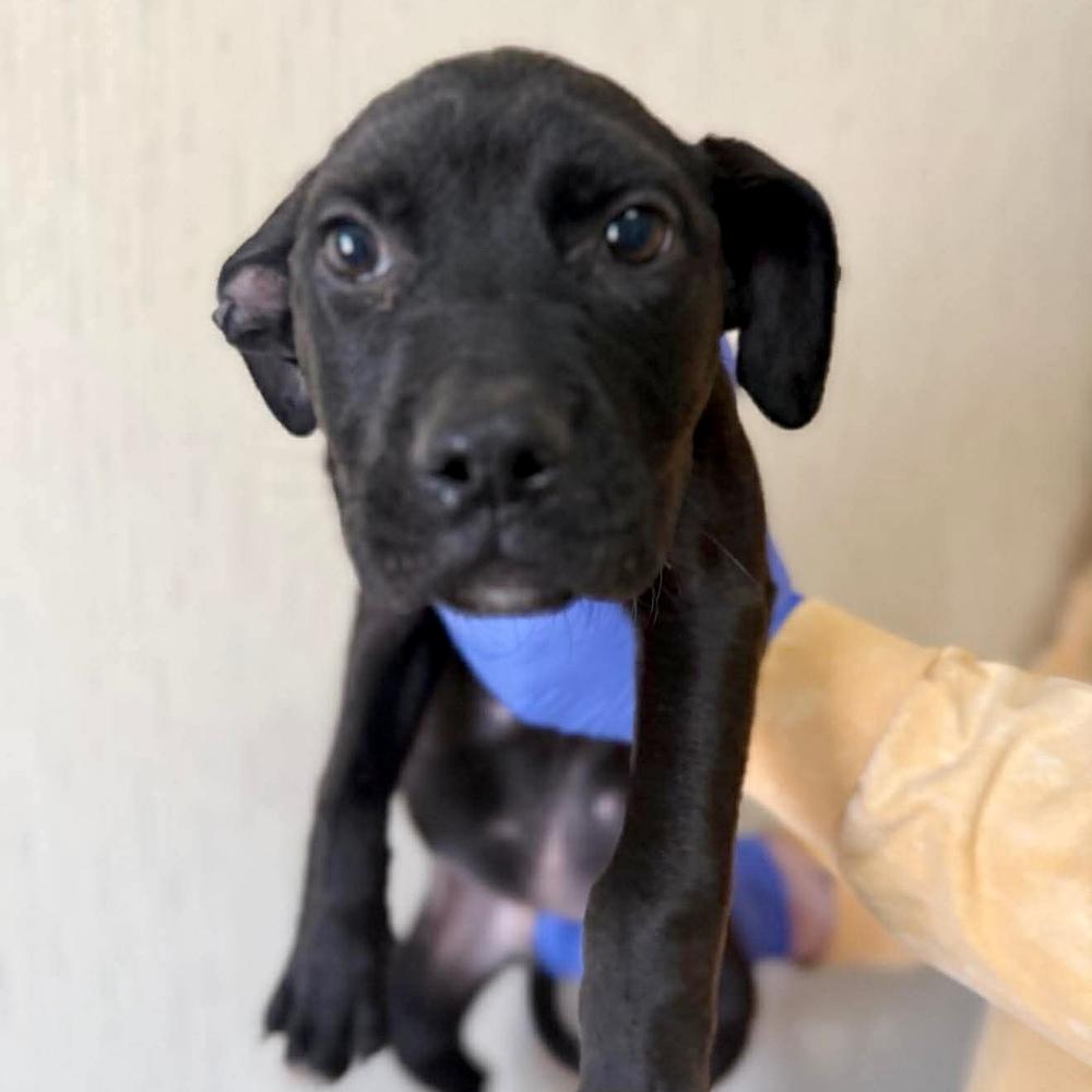 Morrison thumbnail 2