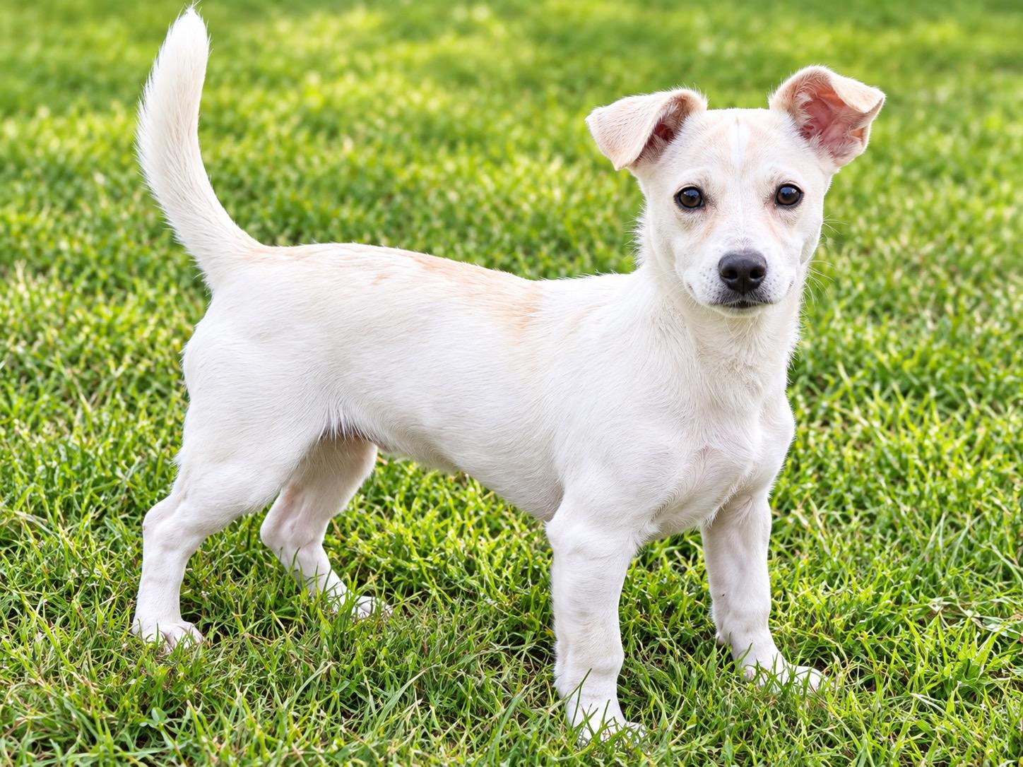 Enlarge Tyson 0227, a Adoptable Jack Russell Terrier in Waldorf, MD image 1/2