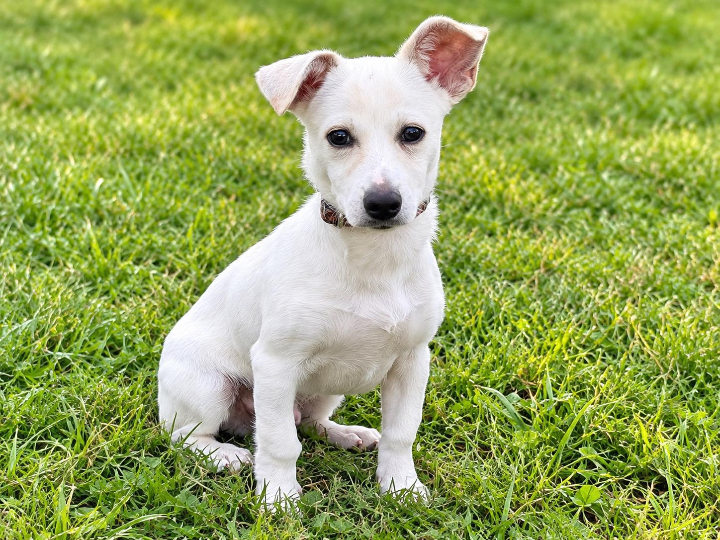 Enlarge Tyson 0227, a Adoptable Jack Russell Terrier in Waldorf, MD image 2/2