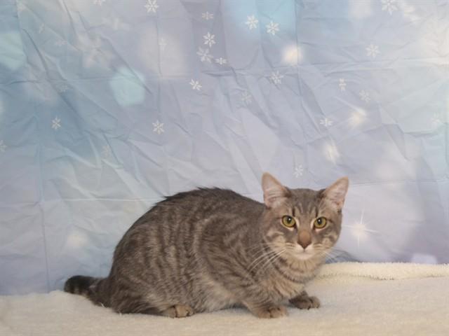 MR.JINGLES, Adoptable, Young Male Domestic Medium Hair & Domestic Short Hair.