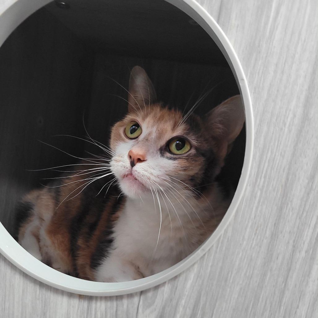 Enlarge Dollie, a Adoptable Domestic Short Hair in Duncan, OK image 1/3