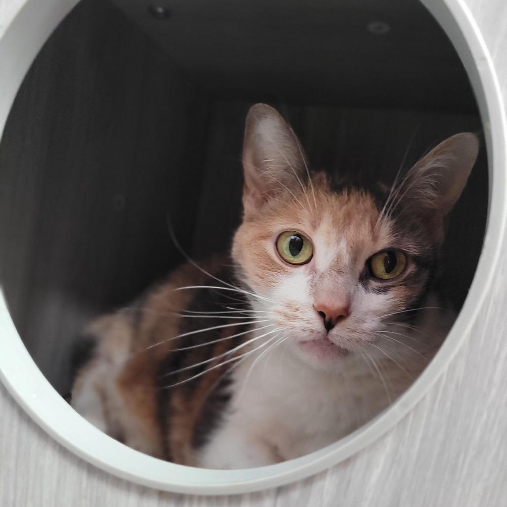 Enlarge Dollie, a Adoptable Domestic Short Hair in Duncan, OK image 2/3