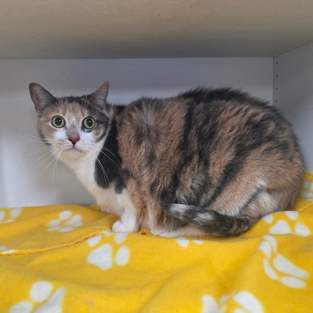 Enlarge Dollie, a Adoptable Domestic Short Hair in Duncan, OK image 3/3