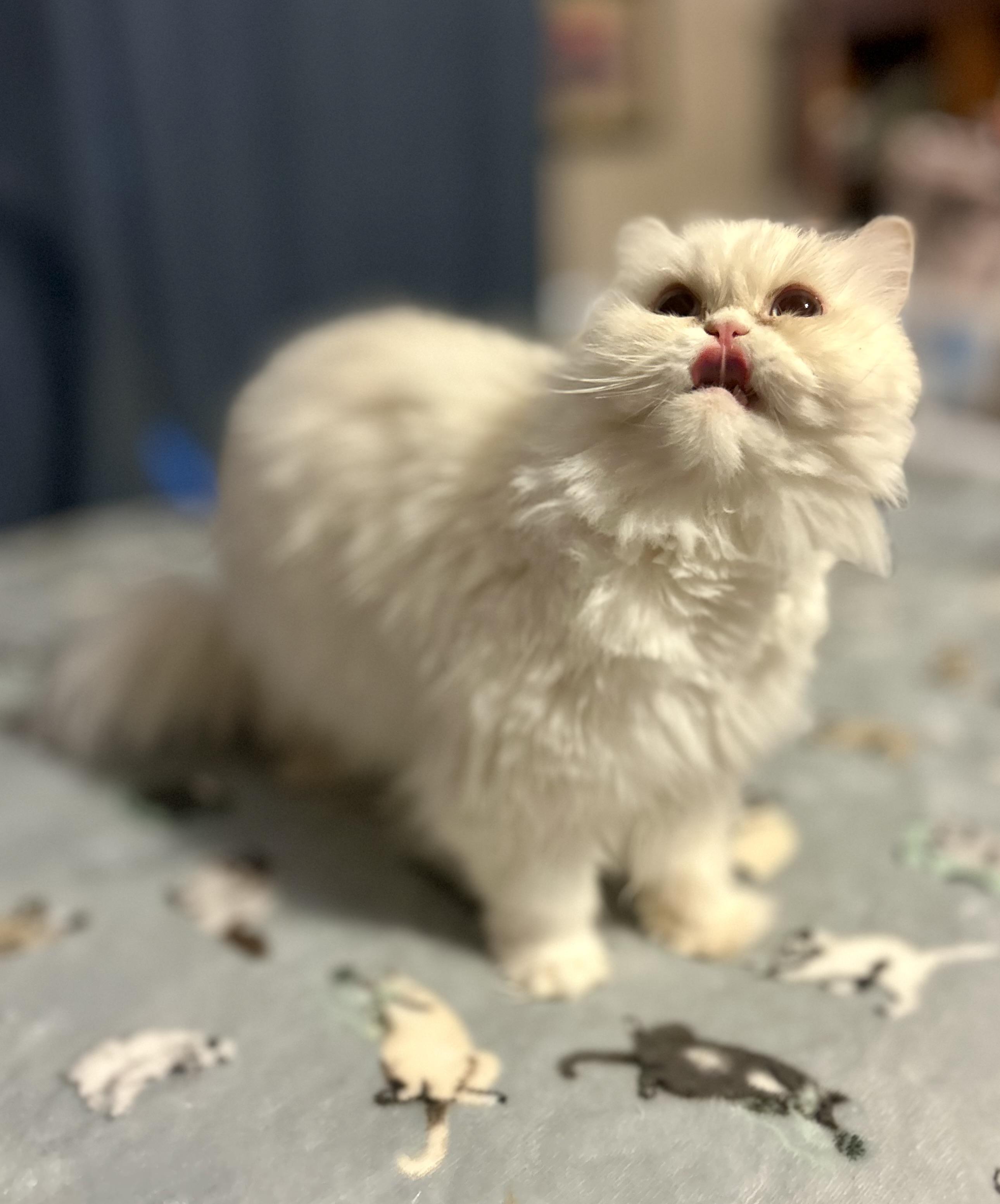 Enlarge Lola, an adopted Persian in Philadelphia, PA image 2/3