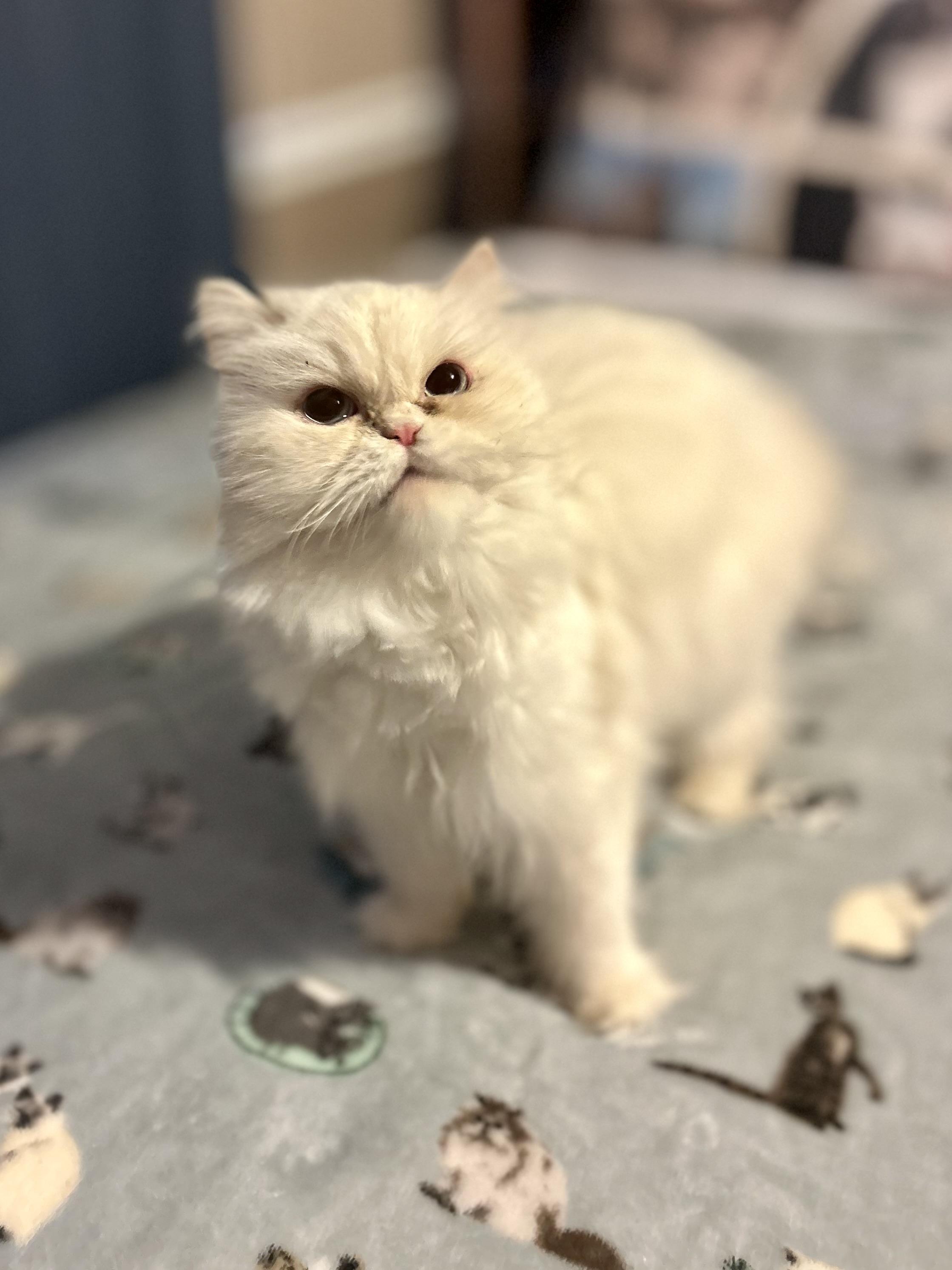 Enlarge Lola, an adopted Persian in Philadelphia, PA image 3/3